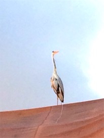 カレイは終わりかな？