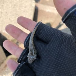 朝まずめと夕まずめのダブルヘッダー