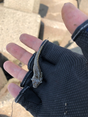 朝まずめと夕まずめのダブルヘッダー