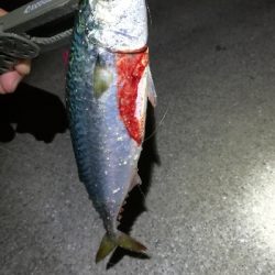 ナイトアジング