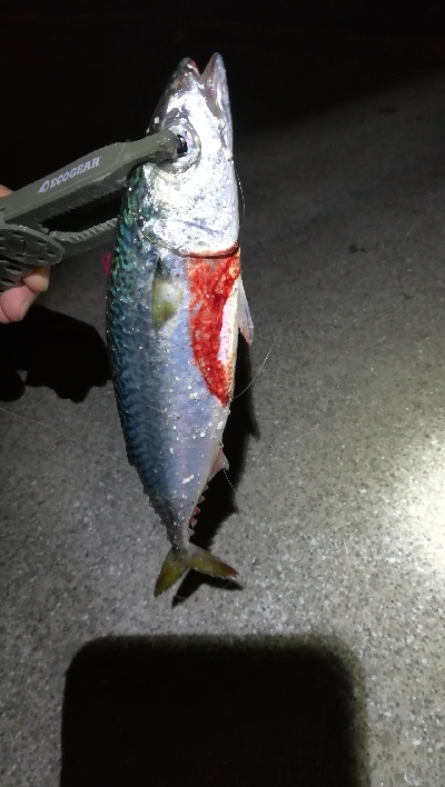 ナイトアジング