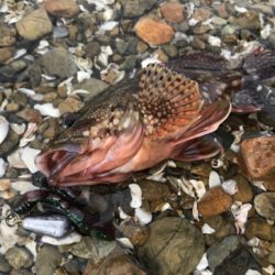 のんびり磯遊び