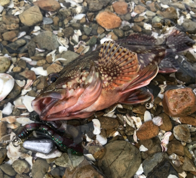 のんびり磯遊び