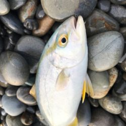 七里御浜ショアジギング