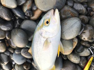 七里御浜ショアジギング