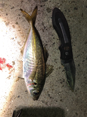 アジとメバルとガシラ