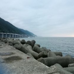 やっとアジに会えました