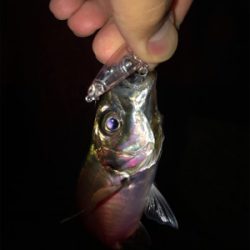 プラッキングでメバル、アジ。