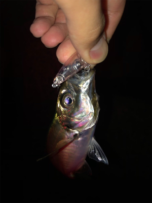 プラッキングでメバル、アジ。