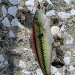 エギング諦めサーフキス