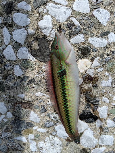 エギング諦めサーフキス