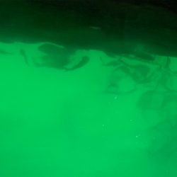 わがままなツバス