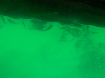 わがままなツバス