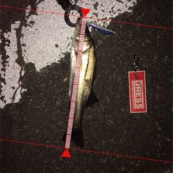 シーバス狙いでチヌ