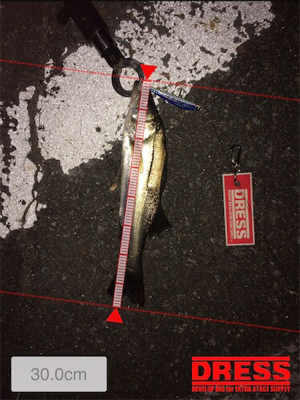 シーバス狙いでチヌ