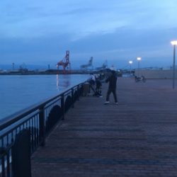 ツバス 天保山中央突堤