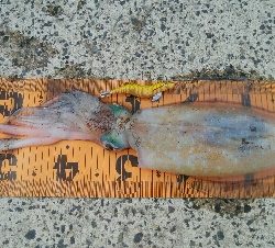 初！！春アオリ　キロアップ！！！