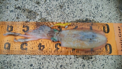 初！！春アオリ　キロアップ！！！