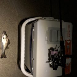 シーバスからのツバス