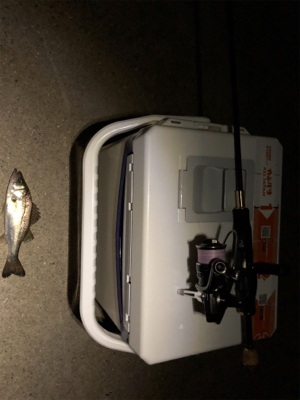 シーバスからのツバス