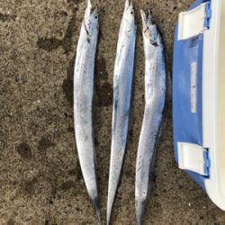 太刀魚サイズアップ!