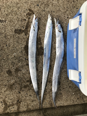 太刀魚サイズアップ!