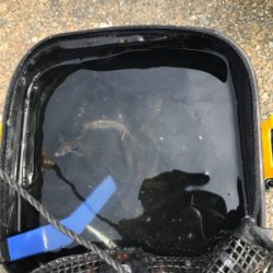 赤石東埠頭で、アジ200匹とツバス3匹