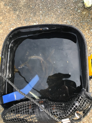 赤石東埠頭で、アジ200匹とツバス3匹