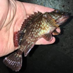 ワームでガシラ