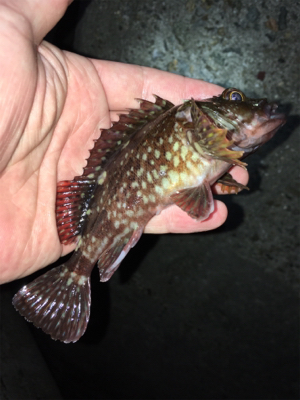 ワームでガシラ