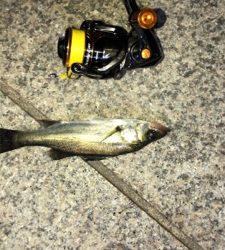 まだまだメバルは釣れる!