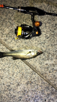 まだまだメバルは釣れる!