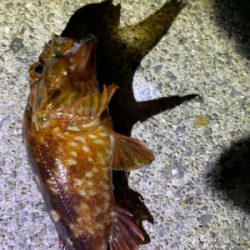 ショアジギ→アジング