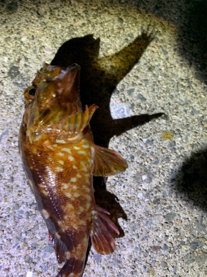 ショアジギ→アジング