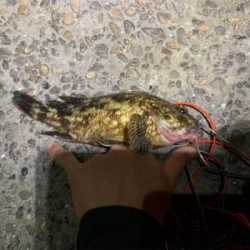 仕事終わりチニング