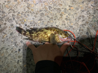 仕事終わりチニング