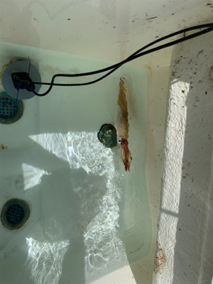 マイボートでイカ調査&キャスティングゲーム