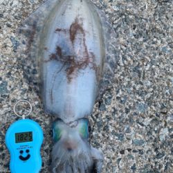 大きいアオリイカ!