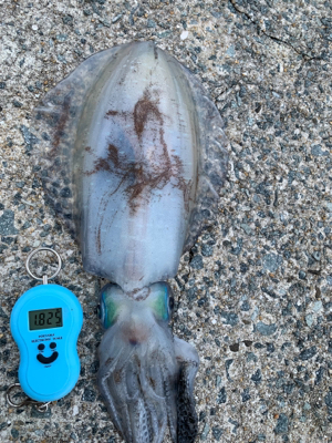 大きいアオリイカ!