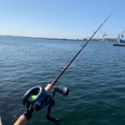 大真鰯の醸す夢は