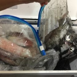 イカメタル開幕?