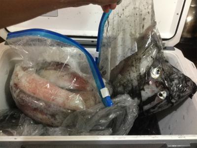 イカメタル開幕?