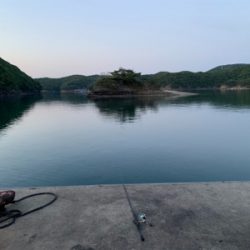 アオリイカとヤリイカ