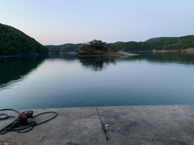 アオリイカとヤリイカ