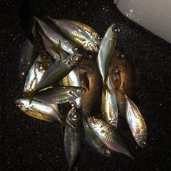 メバル、アジ爆釣!