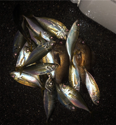 メバル、アジ爆釣!