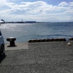 エイ　ボラ多い