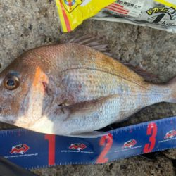 玉野 六郎島 沖磯フカセ