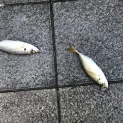 タチウオ狙いのはずが