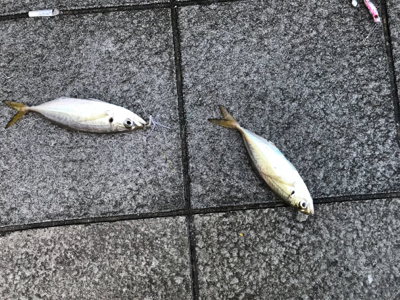 タチウオ狙いのはずが